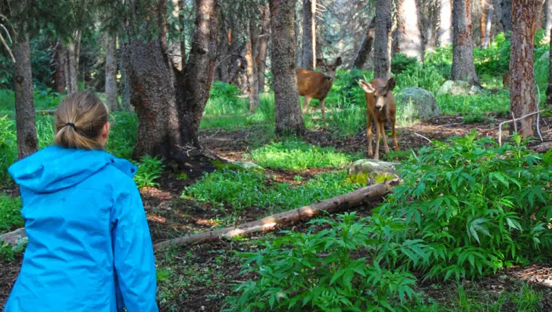 Rehe in den Rocky Mountains