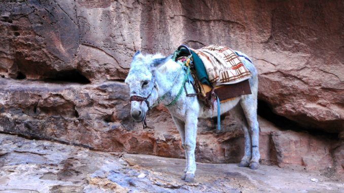 Esel in Petra