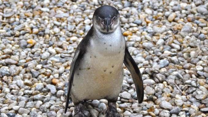 Pinguin im Zoo Pilsen in Tschechien
