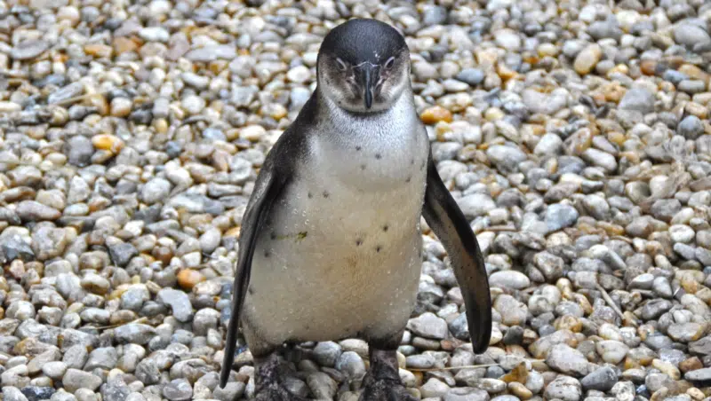 Pinguin im Zoo Pilsen in Tschechien