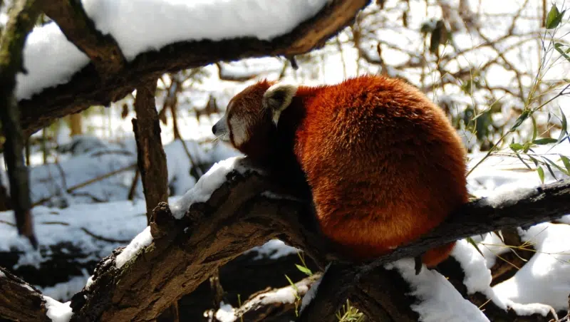 Roter Panda im Bronx Zoo