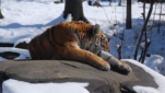 Indischer Tiger im Bronx Zoo
