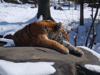 Bronx Zoo: Mehr als 4300 Tiere mitten in New York City