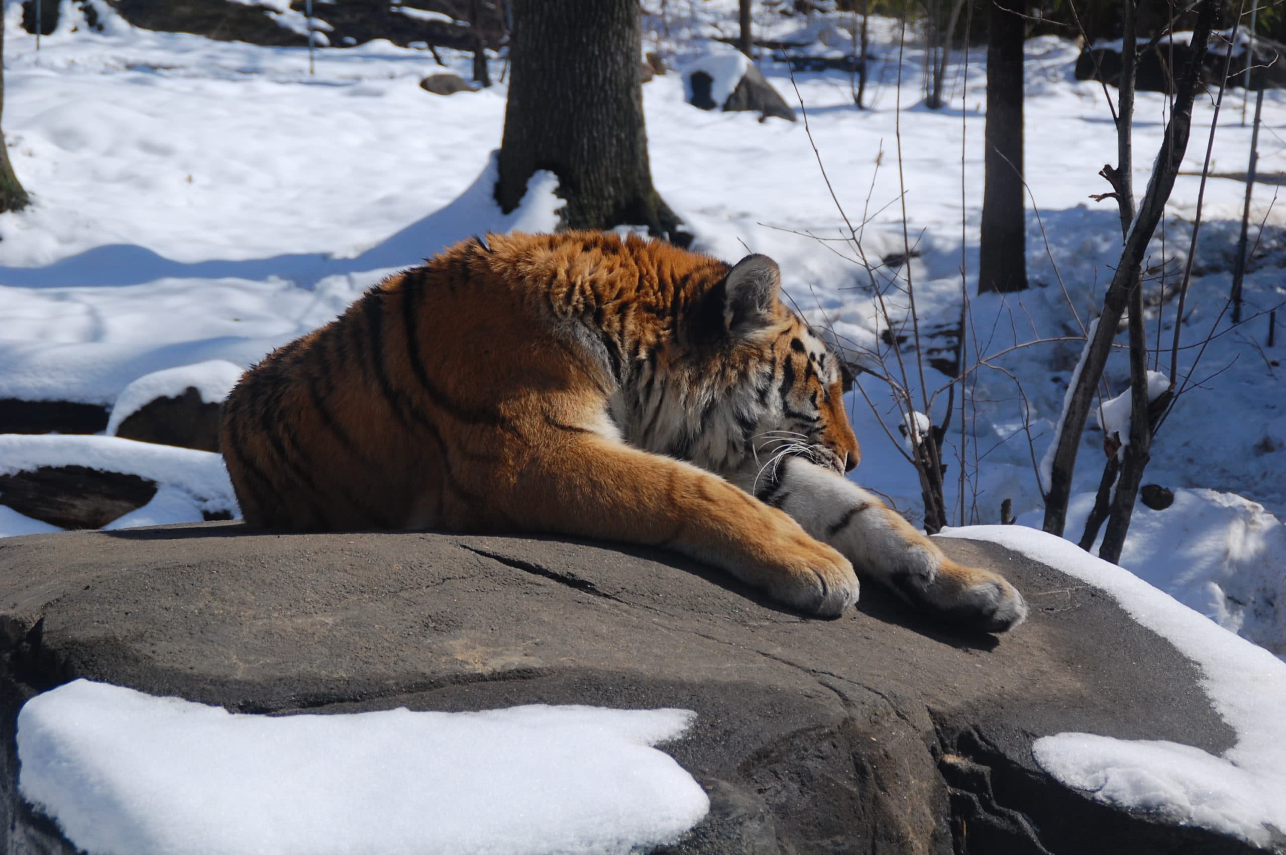 Indischer Tiger im Bronx Zoo