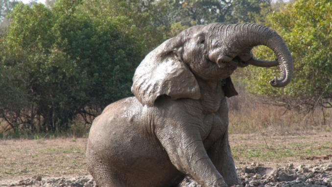 Elefant im Mole Nationalpark in Ghana