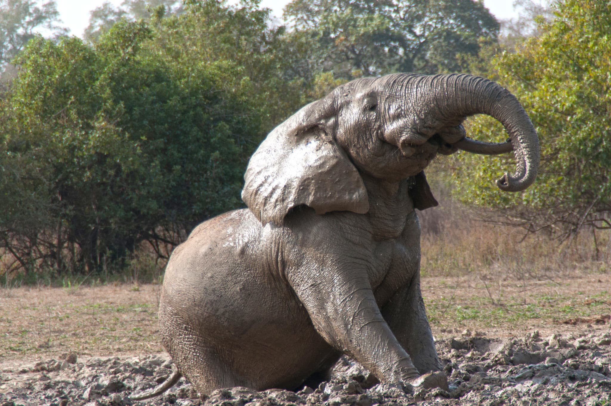 Elefant im Mole Nationalpark in Ghana