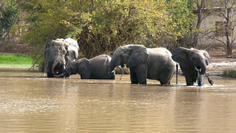 Elefanten an Wasserstelle im Mole Nationalpark in Ghana