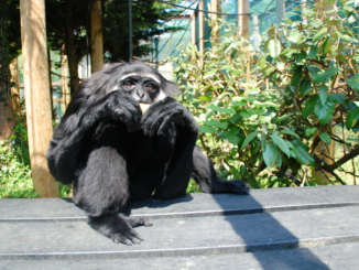 Gibbon in der Monkey World