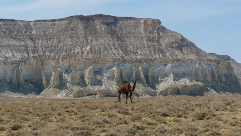 Kamele in Mangystau Kasachstan