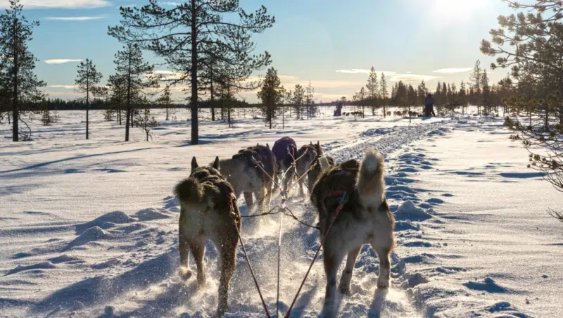 Hundeschlitten Lappland