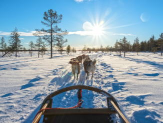 Schlittenfahrt in Lappland: Mit Hund, Rentier oder Motor!