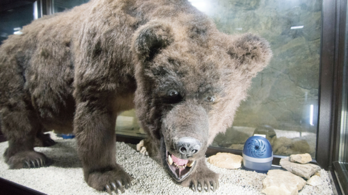 Heinrichshöhle Bär