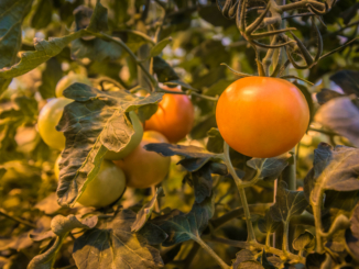 Gewächshäuser in Island: Saftige Tomaten trotz Kälte