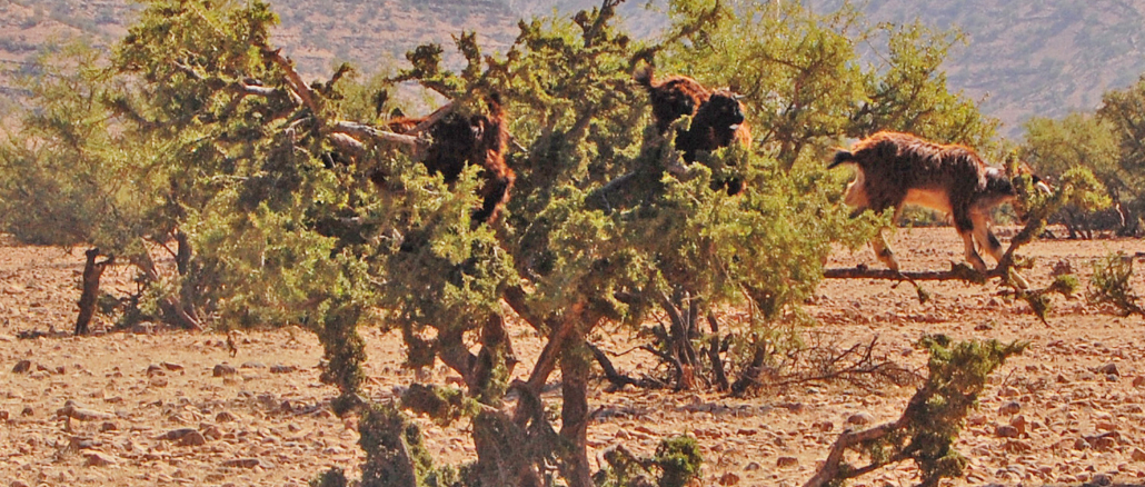 Ziegen auf Baum in Marokko