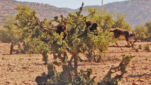 Ziegen auf Baum in Marokko