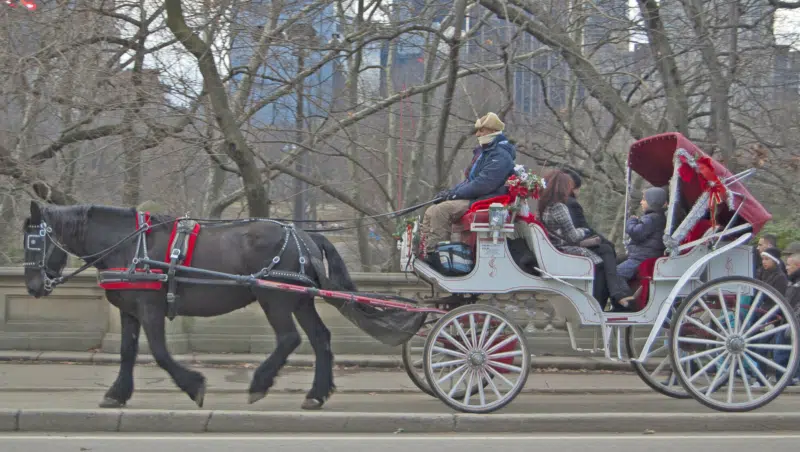 Kutschfahrt im Central Park