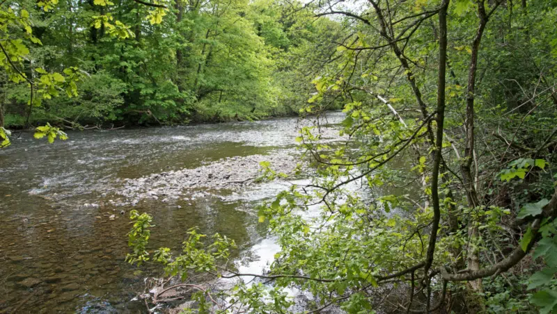 Der Fluss Rur