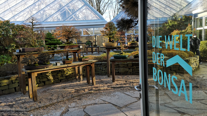 Die Welt der Bonsai