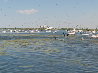 Donaudelta in Rumänien: Pelikane und Wildpferde beobachten