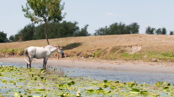 Pferd am Donaudelta