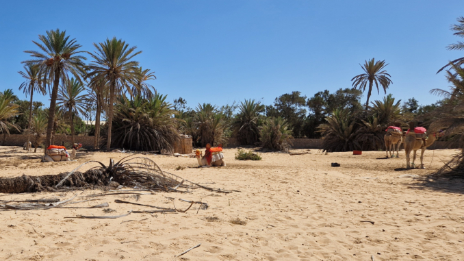 Kamele auf Djerba