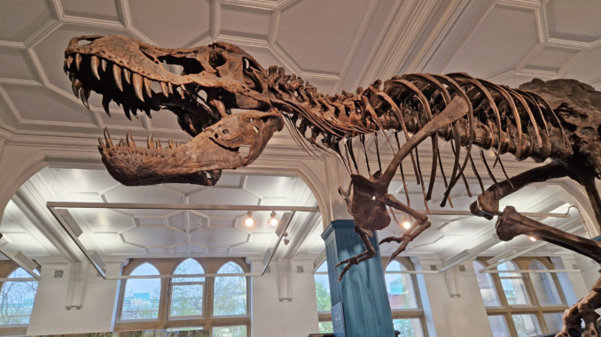 T-Rex Stan im Manchester Museum