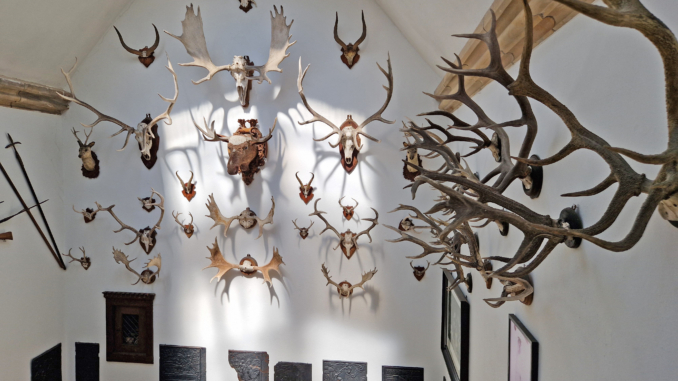 Jagdtrophäen im Museum